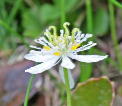 千畳敷カールで出会った植物　その③_c0104227_07332.jpg