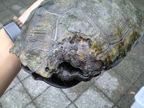 e0119439_2321160.jpg
