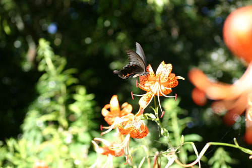 b0067346_0254579.jpg