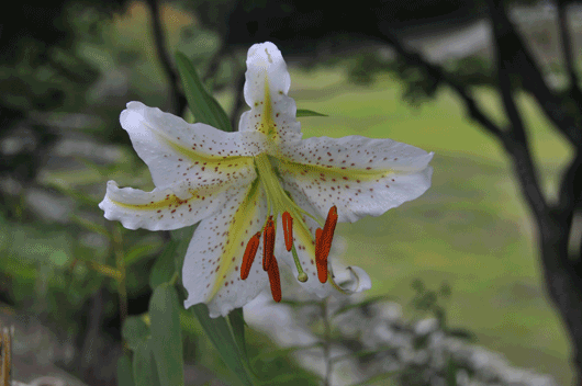 c0093046_6431178.gif