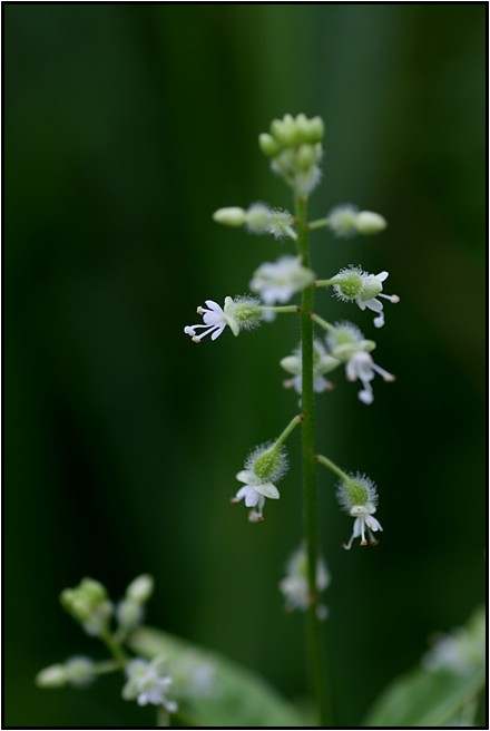 自然教育園の夏の花達　Ⅲ_e0091347_191697.jpg