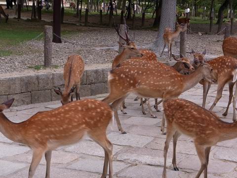 宵山リベンジと奈良の旅～４日目～_b0046148_1281489.jpg