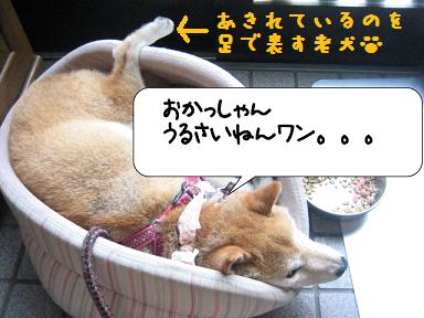 3年ぶりに_c0049950_11113298.jpg