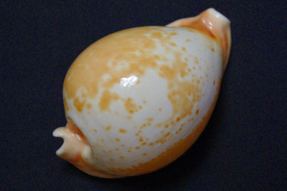 超大特価！　COWRIES　ウスアカネダカラガイ　貝殻　宝貝 超大特価！ COWRIES ウスアカネダカラガイ 貝殻 宝貝 ウスアカネ