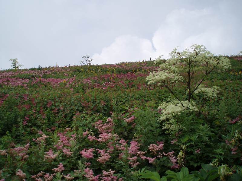 天空のお花畑　…　２　　（伊吹山） _d0048364_23324995.jpg