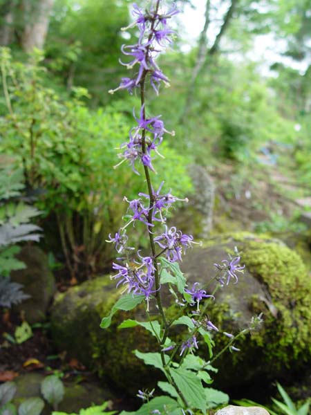 今の花たち_f0153164_19305860.jpg