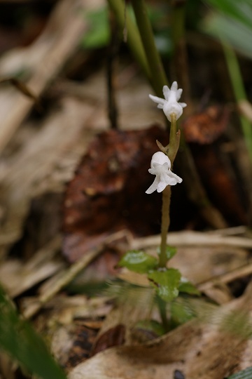 e0054067_22474791.jpg