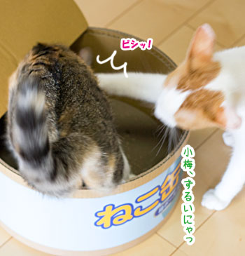 ねこ缶レポート 〜小競り合い編〜_a0119470_303926.jpg