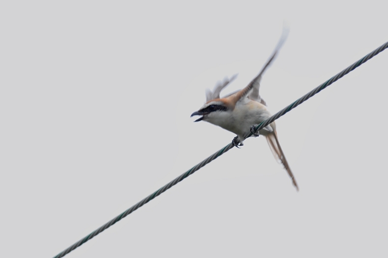 アカモズは代理母(父)?_f0053272_16102762.jpg