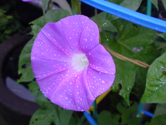 a0089790_150475.jpg