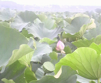 a0107792_22465890.jpg