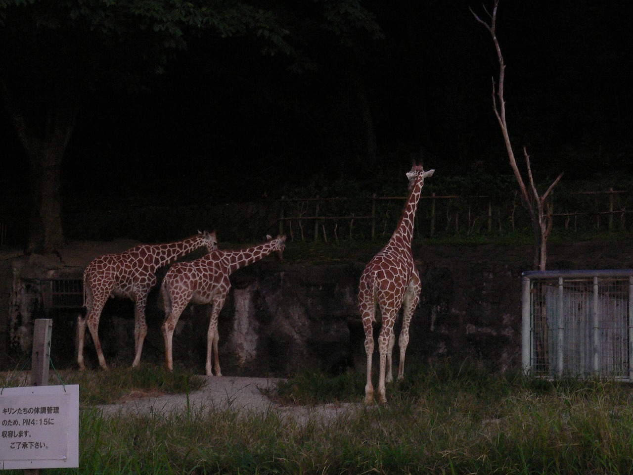 ナイトＺＯＯ_a0134794_19331463.jpg