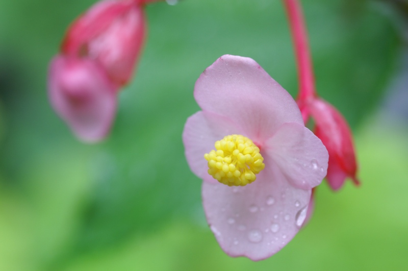 雨上がりに_f0073398_16115760.jpg