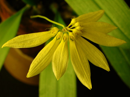 Cirr.sp (palawan yellow)_d0007501_2019051.jpg