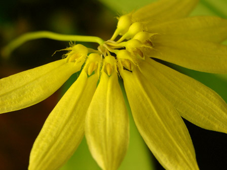 Cirr.sp (palawan yellow)_d0007501_20195392.jpg