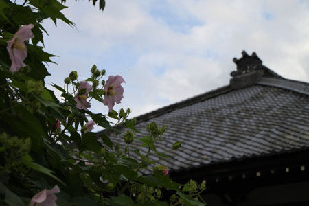 妙蓮寺　芙蓉の寺_e0048413_22324830.jpg