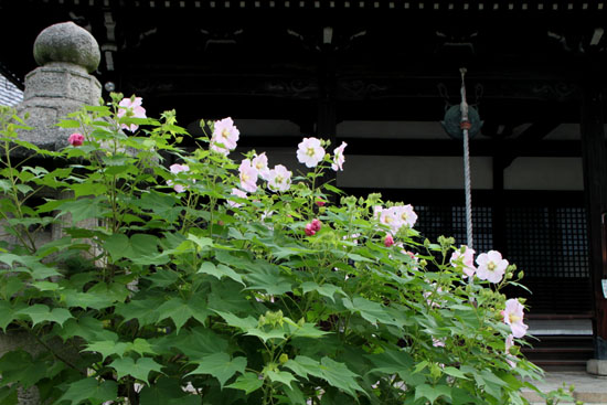 妙蓮寺　芙蓉の寺_e0048413_22325996.jpg