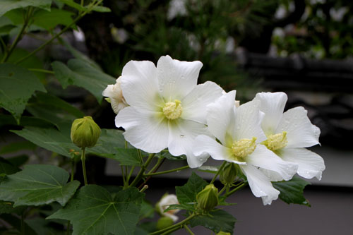 妙蓮寺　芙蓉の寺_e0048413_223327100.jpg