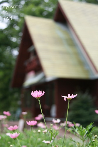 北杜市へ　（明野・清里・大泉）ひまわり_b0183917_8531258.jpg