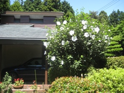 b0168823_14323464.jpg