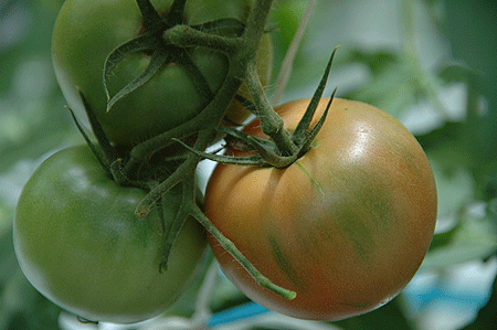 b0178923_1755697.gif