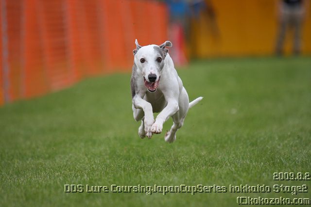 Lure Coursing　JapanCupSeries　北海道2st ①_a0082434_945342.jpg