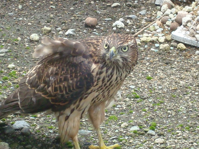 a0116439_2053166.jpg