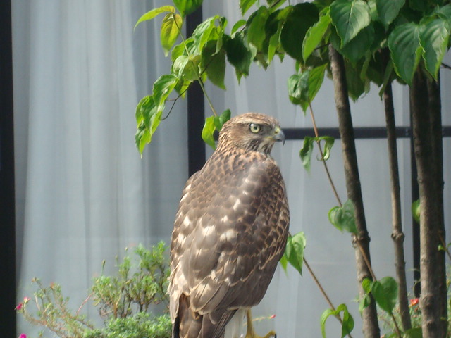a0116439_2053189.jpg
