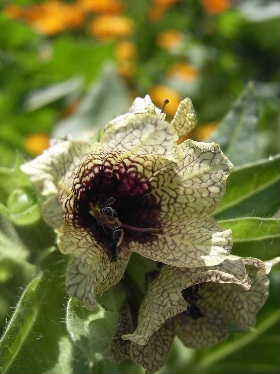 Henbane_c0159140_19355416.jpg