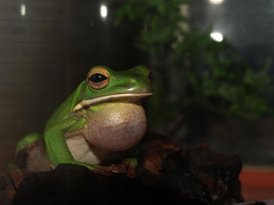 クツワアメガエル ばーく どっぷりエイ