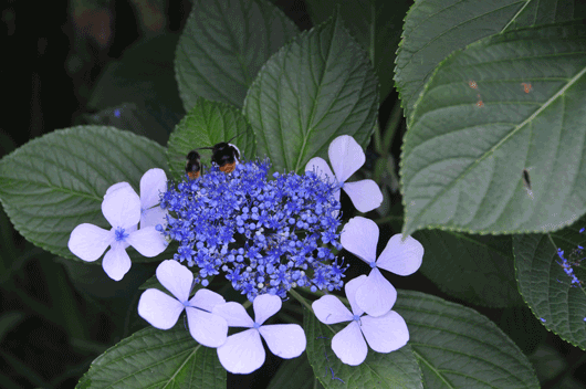c0093046_64830.gif