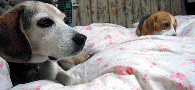 b0005652_23254488.gif