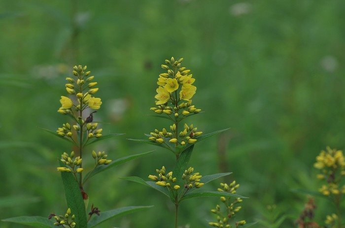 入笠湿原の花_c0050853_1428756.jpg