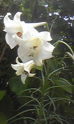 嵐のあと、昔のこと_c0131063_12592074.jpg
