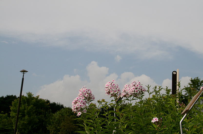 夏の花たち　四季の杜公園にて_c0112479_8112167.jpg