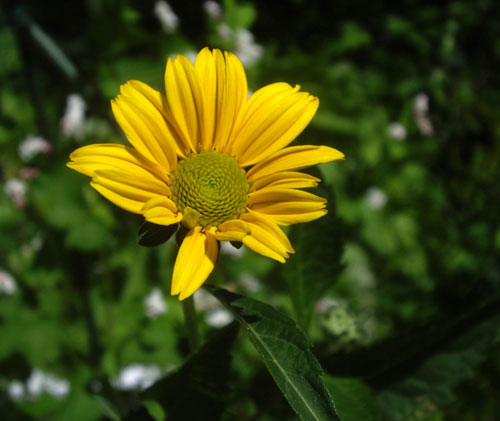 ハマボウフウの花  他_a0136293_17505698.jpg