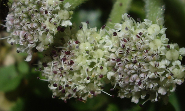 ハマボウフウの花  他_a0136293_17583954.jpg