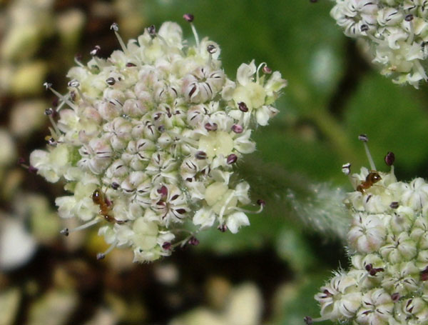 ハマボウフウの花  他_a0136293_17592325.jpg