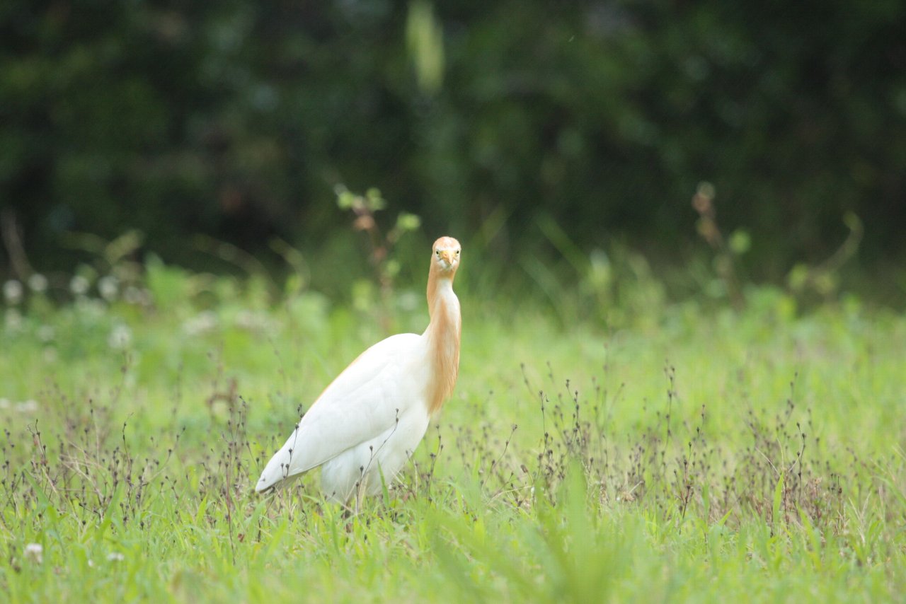 【浜松で撮れた鳥特集：アマサギ編】_e0167295_22343016.jpg