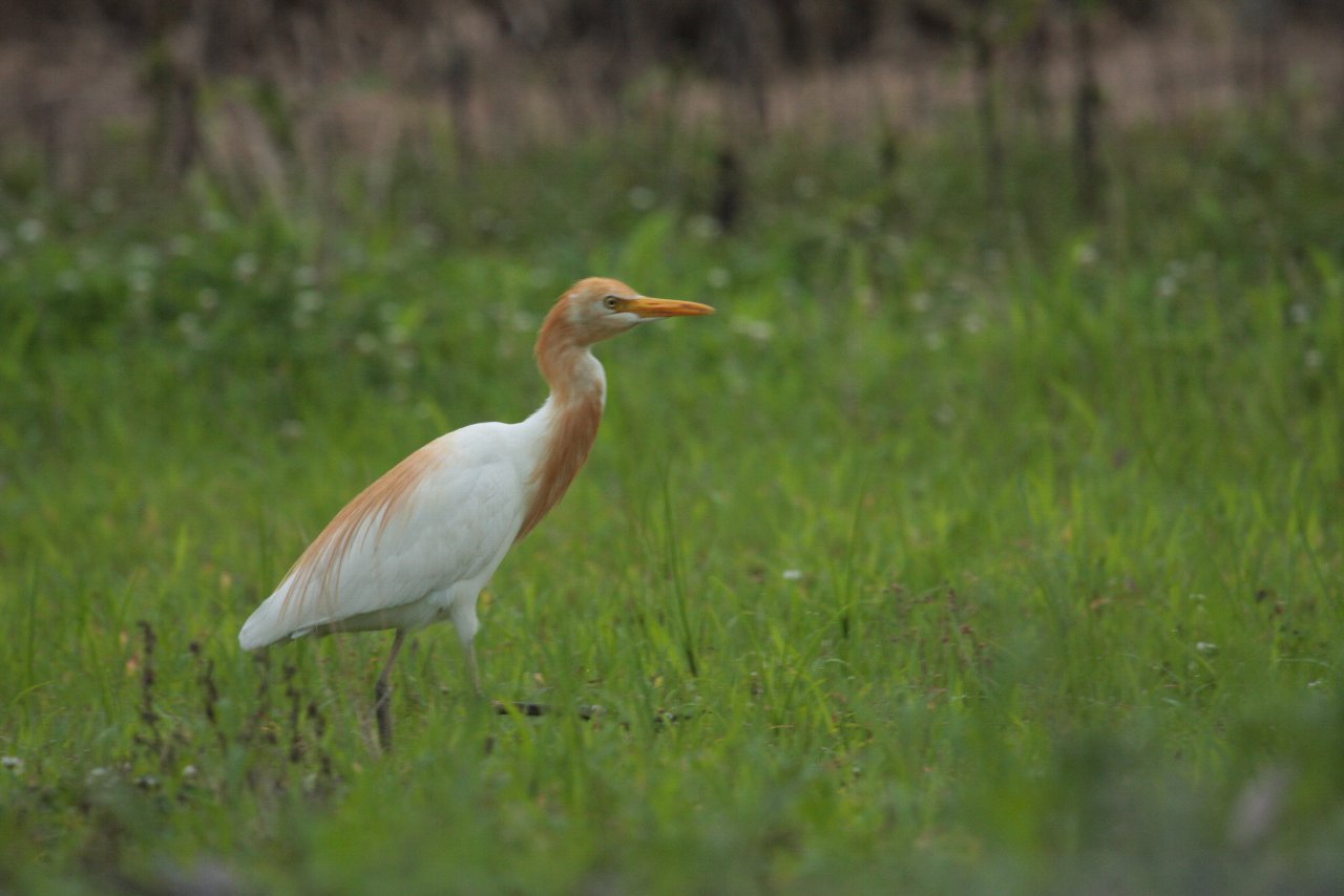 【浜松で撮れた鳥特集：アマサギ編】_e0167295_22343935.jpg