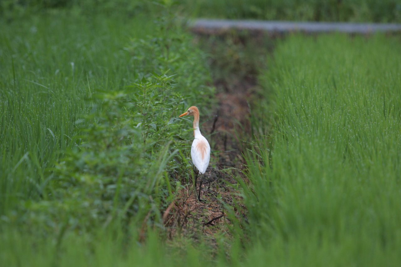 【浜松で撮れた鳥特集：アマサギ編】_e0167295_2235537.jpg