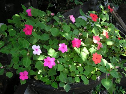 c0156104_23433195.jpg