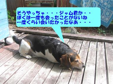 ハスキー犬ジャムのこと_d0104209_21395961.jpg