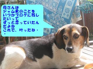 ハスキー犬ジャムのこと_d0104209_2153036.jpg