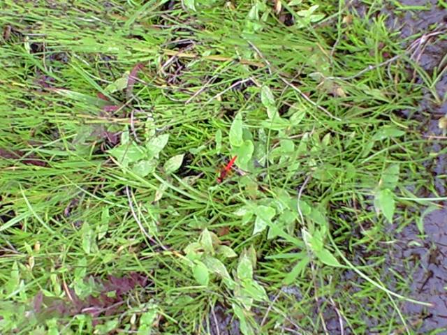 c0117610_12442687.jpg