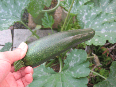b0116413_1533390.gif