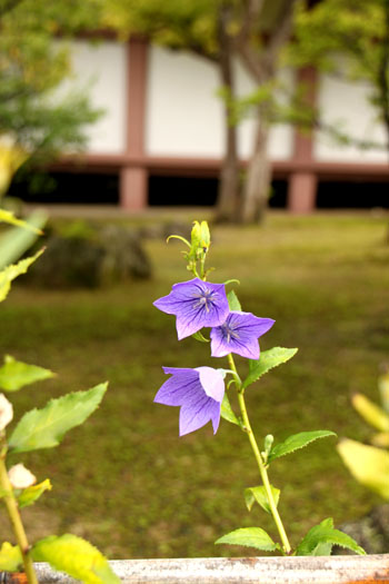 智積院夏景色_e0048413_22332120.jpg