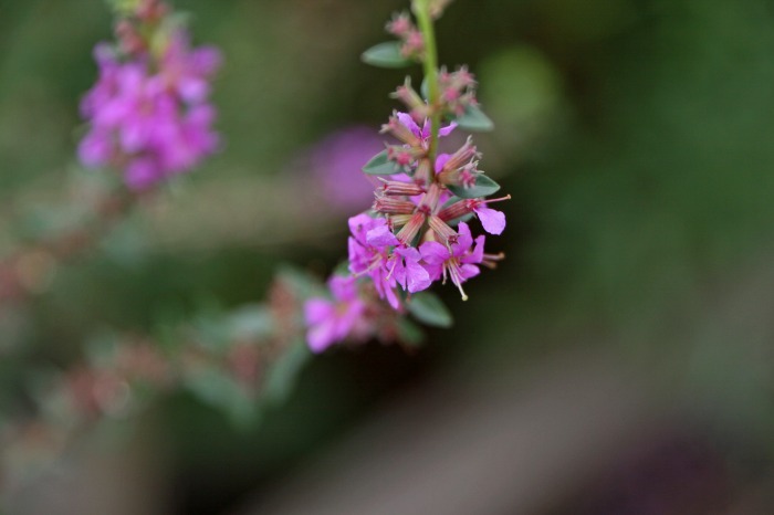 植物園_f0173817_21433516.jpg