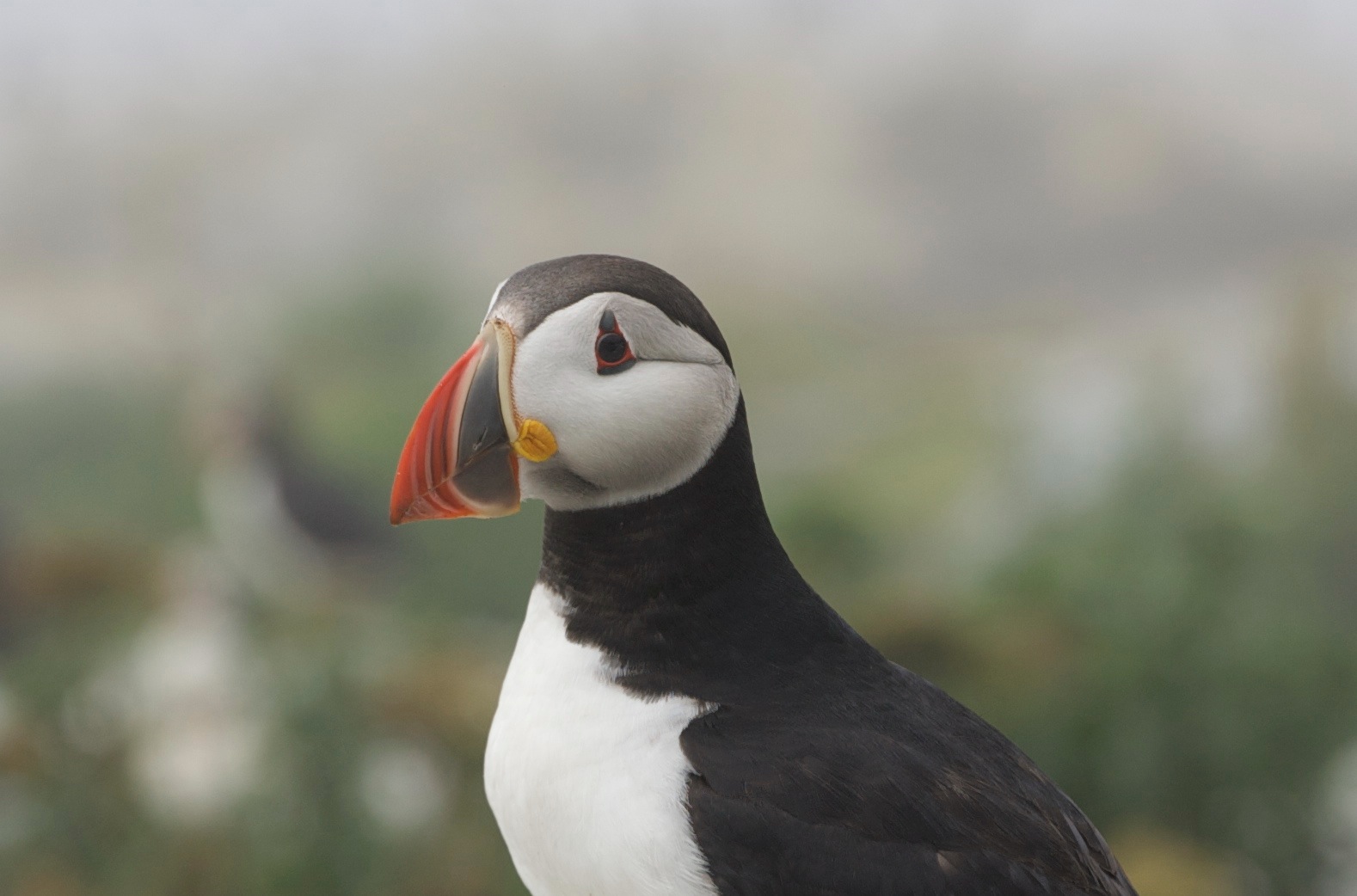 Puffin パフィン ファルマウスミー Puffin パフィン ファルマウスミー