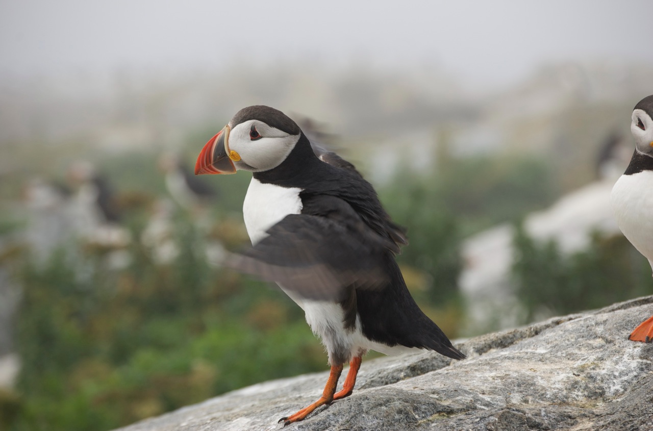 Puffin パフィン ファルマウスミー Puffin パフィン ファルマウスミー